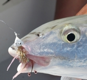 bonefish jig, hot head bugg