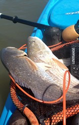 big redfish, buggs fishing