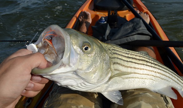 ben duchesney, striper, beastie bugg