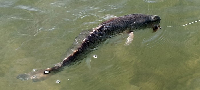 winter redfish