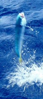 jumping dorado, bonefish bugg