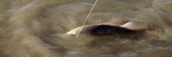 redfish lure, beastie buggs