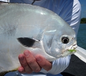 permit lure, buggs fishing