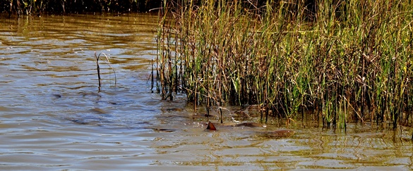 feeding redfish