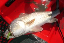 travis williams, redfish