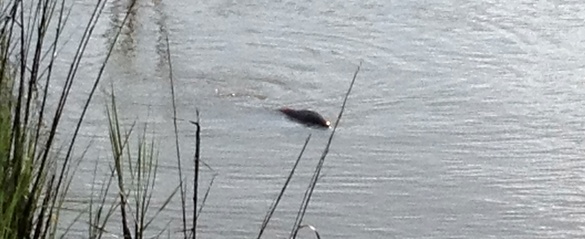 redfish back, buggs fishing