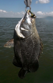 trey briggs, tripletail