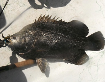 curl tail jig, tripletail