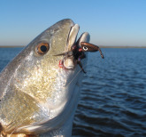 Highland Bayou Redfish