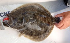 big flounder