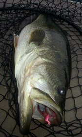 Buggs Largemouth, Buggs Bass Jig