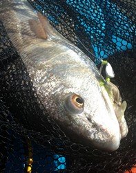 redfish, buggs curl tail