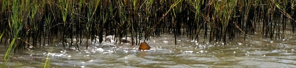 tailing redfish